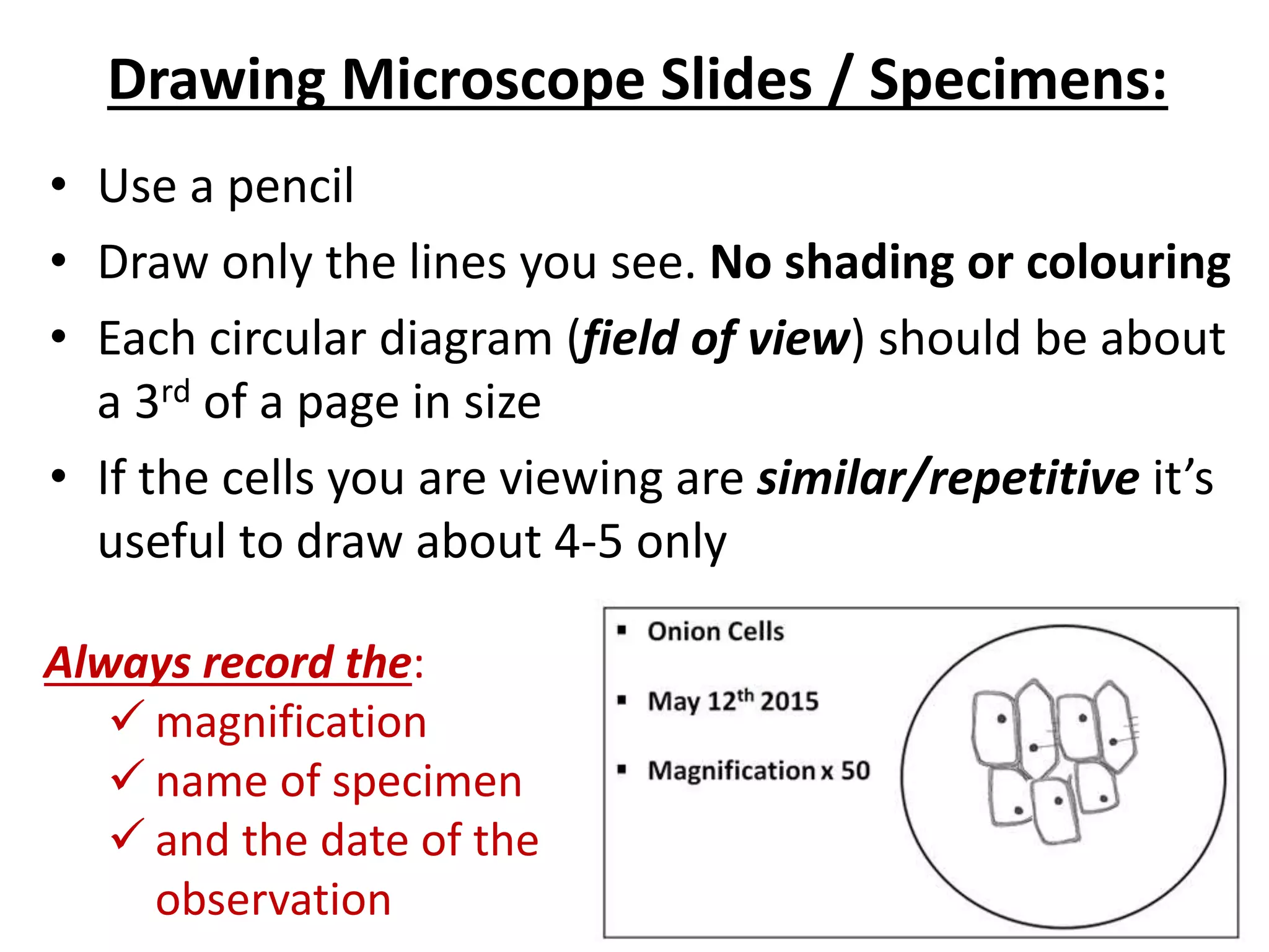Drawing Microscope Slides / Specimens:
• Use a pencil
• Draw only the lines you see. No shading or colouring
• Each circular diagram (field of view) should be about
a 3rd of a page in size
• If the cells you are viewing are similar/repetitive it’s
useful to draw about 4-5 only
Always record the:
 magnification
 name of specimen
 and the date of the
observation
 