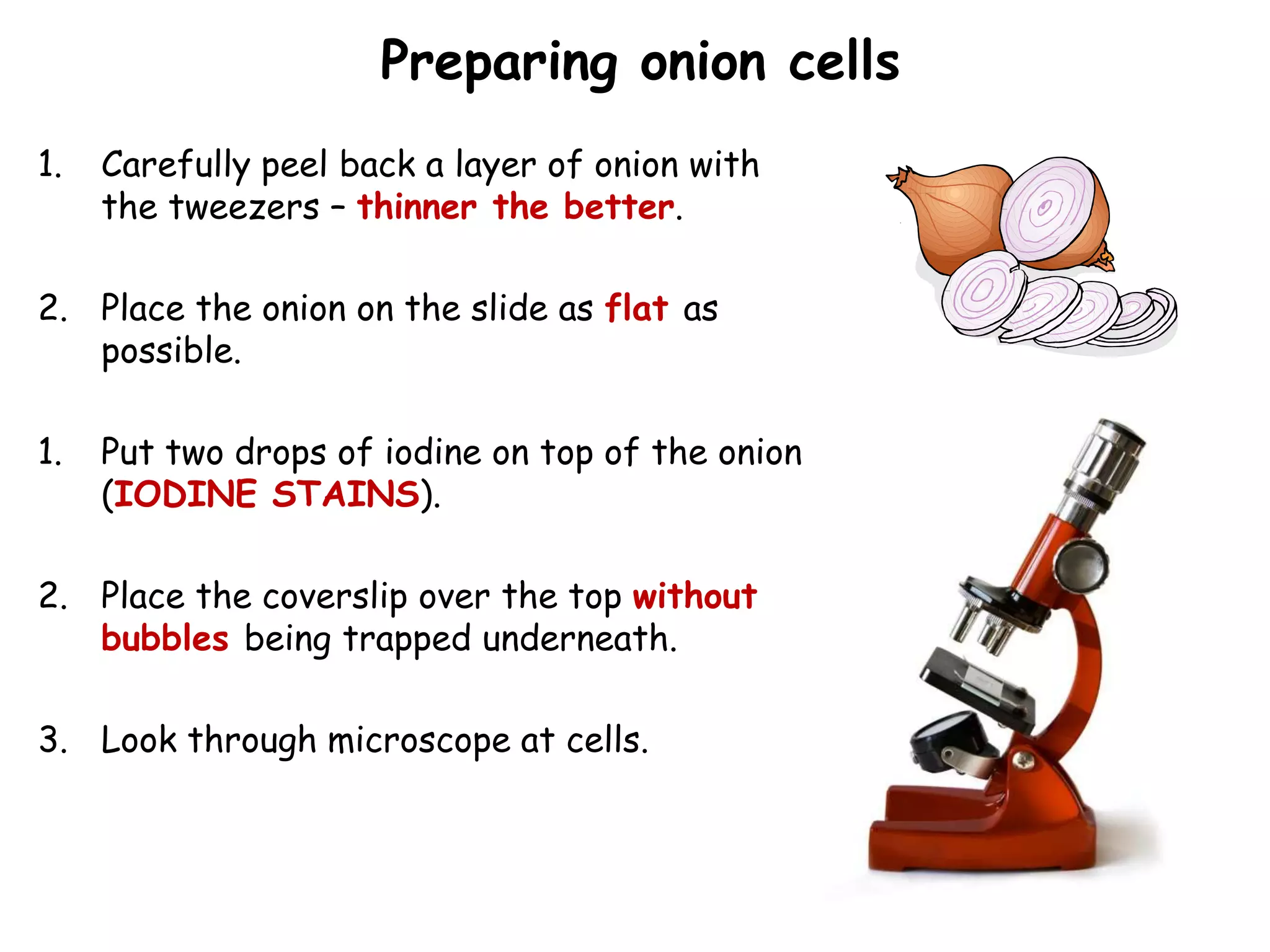 1. Carefully peel back a layer of onion with
the tweezers – thinner the better.
2. Place the onion on the slide as flat as
possible.
1. Put two drops of iodine on top of the onion
(IODINE STAINS).
2. Place the coverslip over the top without
bubbles being trapped underneath.
3. Look through microscope at cells.
Preparing onion cells
 