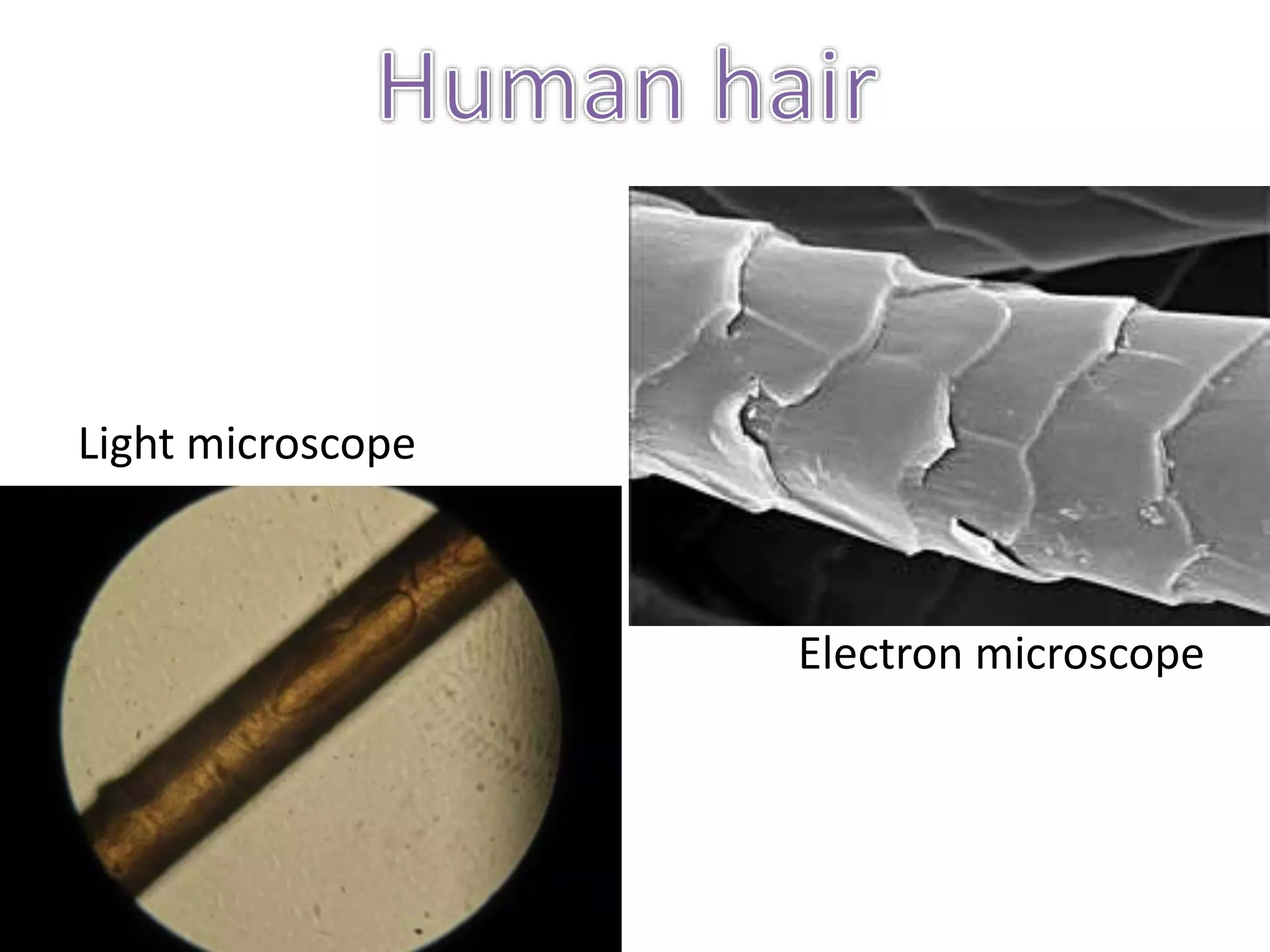 Light microscope
Electron microscope
 