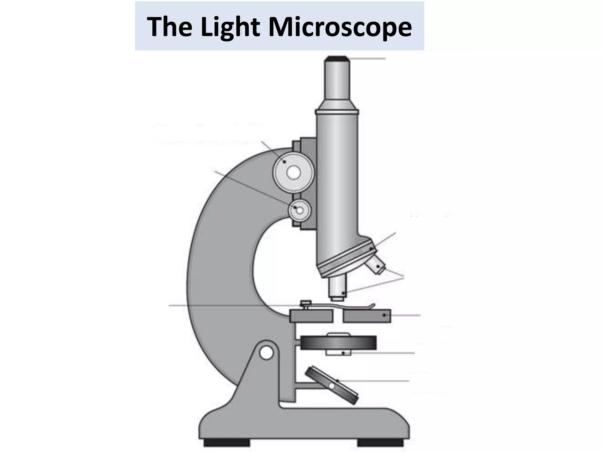 The Light Microscope
 
