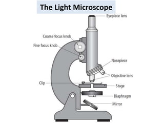 The Light Microscope
 