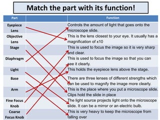Match the part with its function!
Part Function
Eyepiece
Lens
Controls the amount of light that goes onto the
microscope slide.
Objective
Lens
This is the lens closest to your eye. It usually has a
magnification of x10
Stage This is used to focus the image so it is very sharp
and clear.
Diaphragm This is used to focus the image so that you can
see it clearly.
Light This holds the eyepiece lens above the stage.
Base There are three lenses of different strengths which
can be used to magnify the image more clearly.
Arm This is the place where you put a microscope slide.
Clips hold the slide in place
Fine Focus
Knob
The light source projects light onto the microscope
slide. It can be a mirror or an electric bulb.
Coarse
Focus Knob
This is very heavy to keep the microscope from
falling over
 