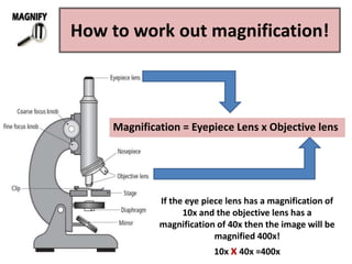 How to work out magnification!
Magnification = Eyepiece Lens x Objective lens
If the eye piece lens has a magnification of
10x and the objective lens has a
magnification of 40x then the image will be
magnified 400x!
10x x 40x =400x
 