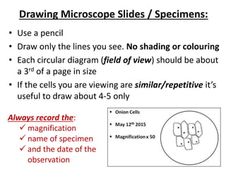 Drawing Microscope Slides / Specimens:
• Use a pencil
• Draw only the lines you see. No shading or colouring
• Each circular diagram (field of view) should be about
a 3rd of a page in size
• If the cells you are viewing are similar/repetitive it’s
useful to draw about 4-5 only
Always record the:
 magnification
 name of specimen
 and the date of the
observation
 