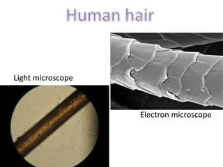 Light microscope
Electron microscope
 