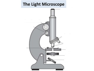 The Light Microscope
 