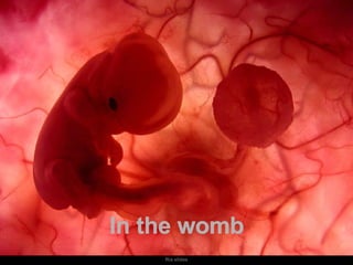 Um feto de poucas semanas encontra-se  no interior do útero de sua mãe. In the womb 