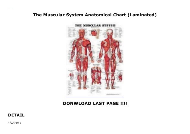 Laminated Anatomical Charts