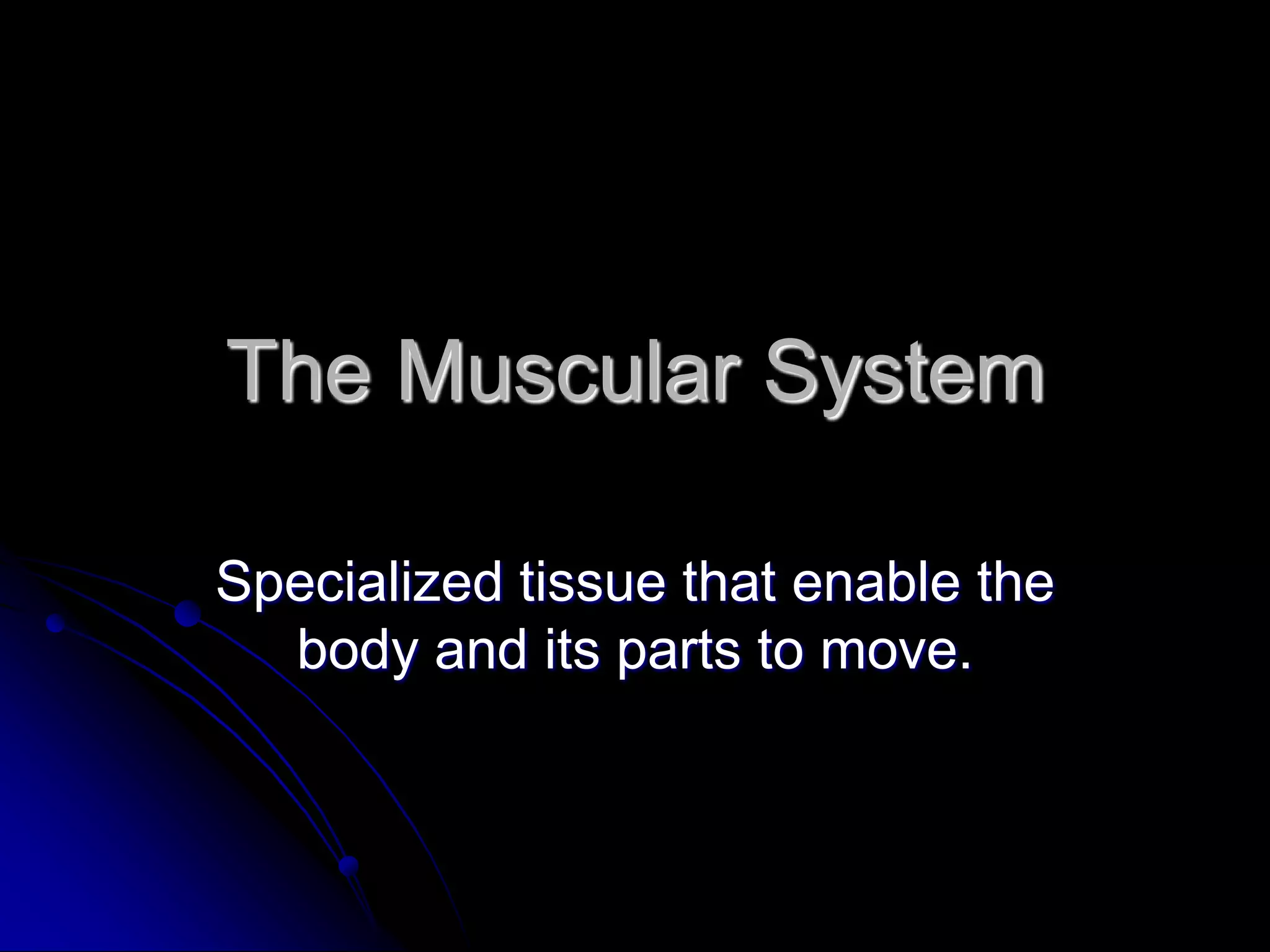 The muscular-system-powerpoint-1227697713114530-8 | PPTX