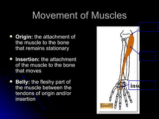Musle Motion The Muscular System Powerpoint | PPT
