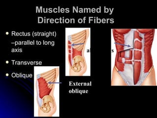 The Muscular System Powerpoint | PPT