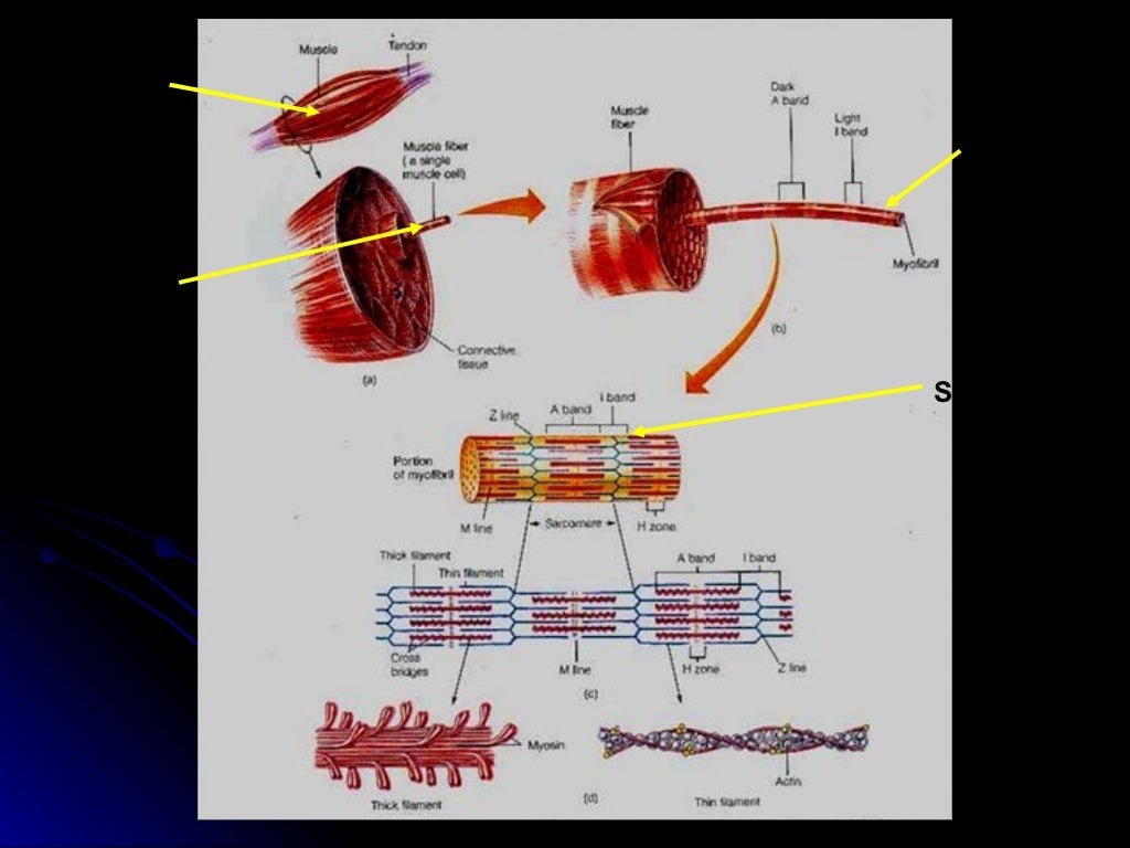 The Muscular System Powerpoint