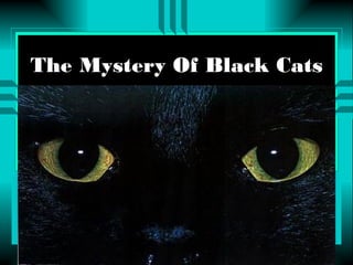 The Mystery Of Black Cats 
