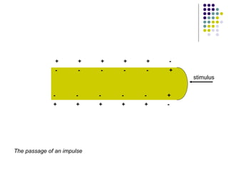Timulus Passage The Nerve Impulse Part 2 | PPT