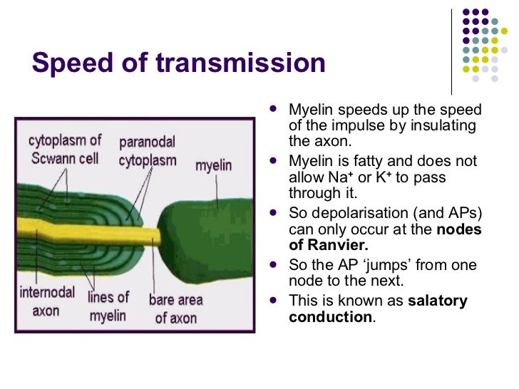 The Nerve Impulse Part 2