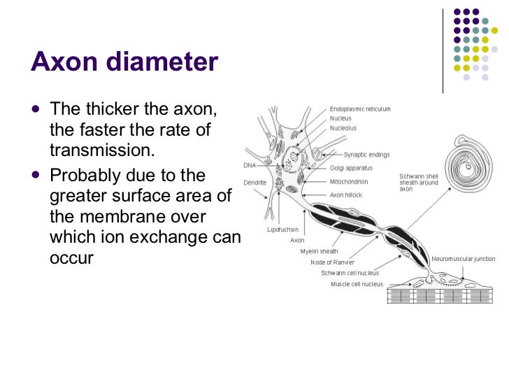 The Nerve Impulse Part 2