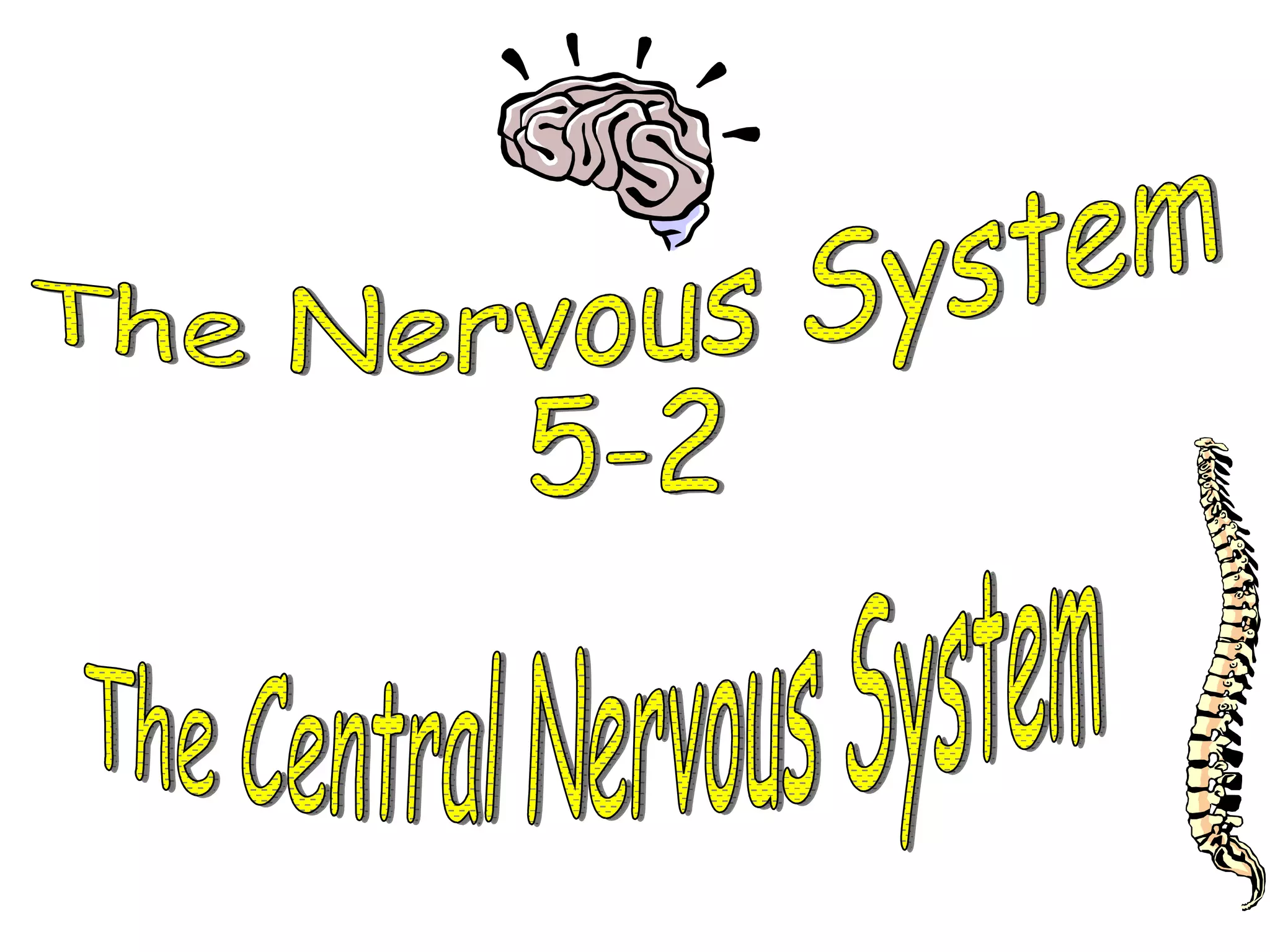 The Nervous System 5-2 The Central Nervous System 