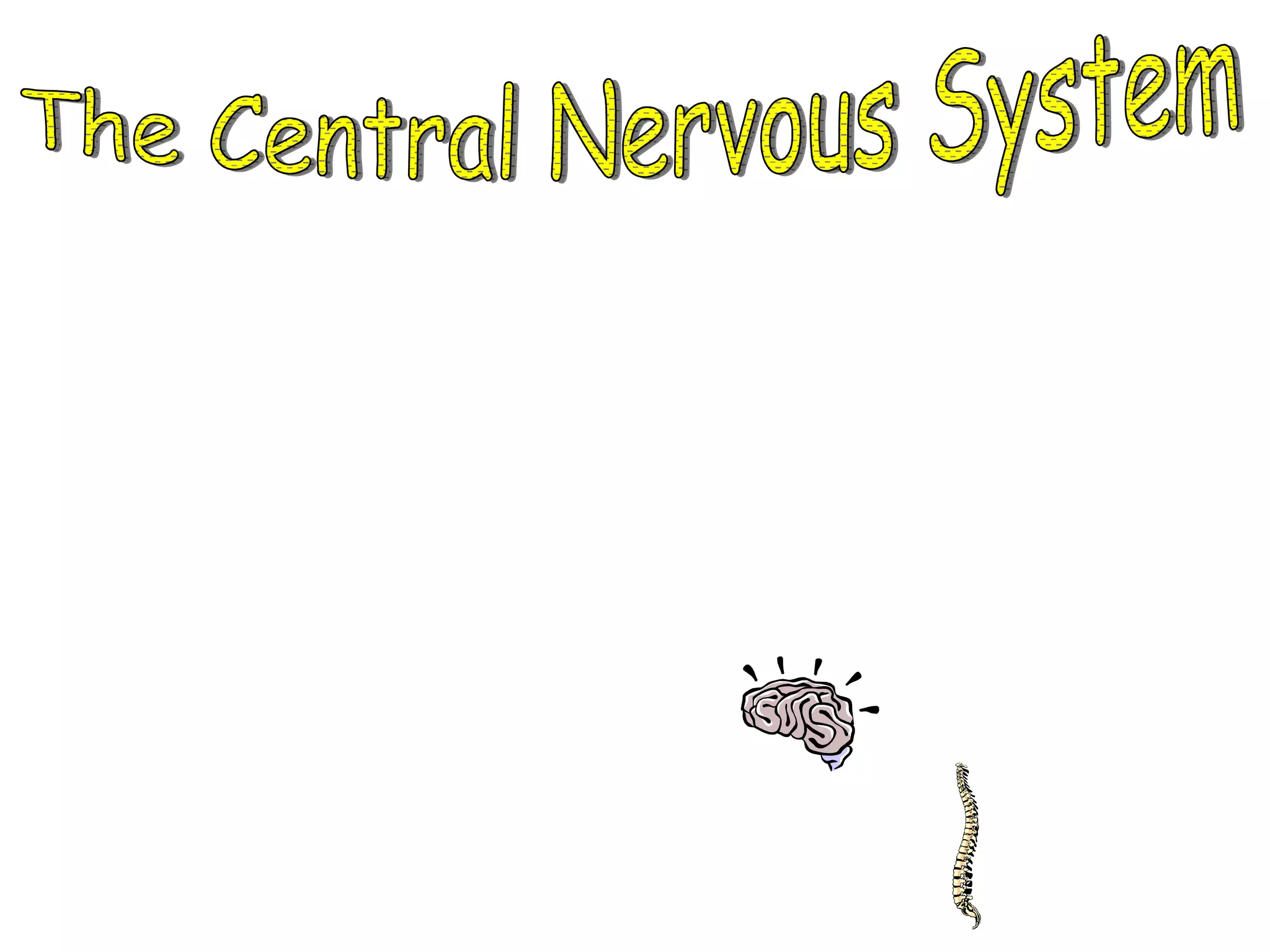 The Central Nervous System *  The Central Nervous System controls all of the body’s activities. *  The Central Nervous System is made of two main organs. 1.  The brain 2.  The spinal cord 