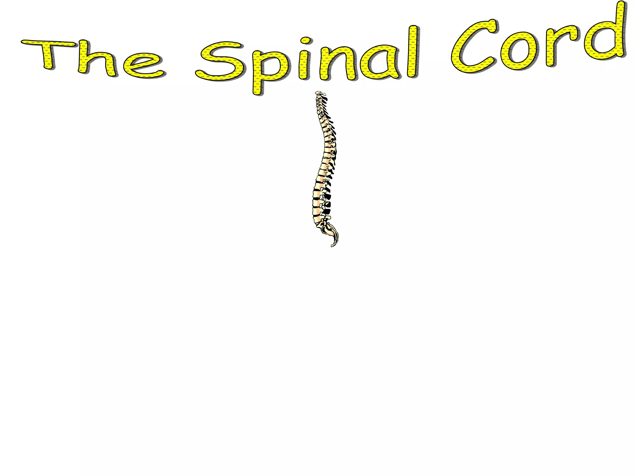 The Spinal Cord *  The spinal cord sends messages to the brain. *  The spinal cord is the part of the nervous system that connects the brain to the rest of the nervous system. 