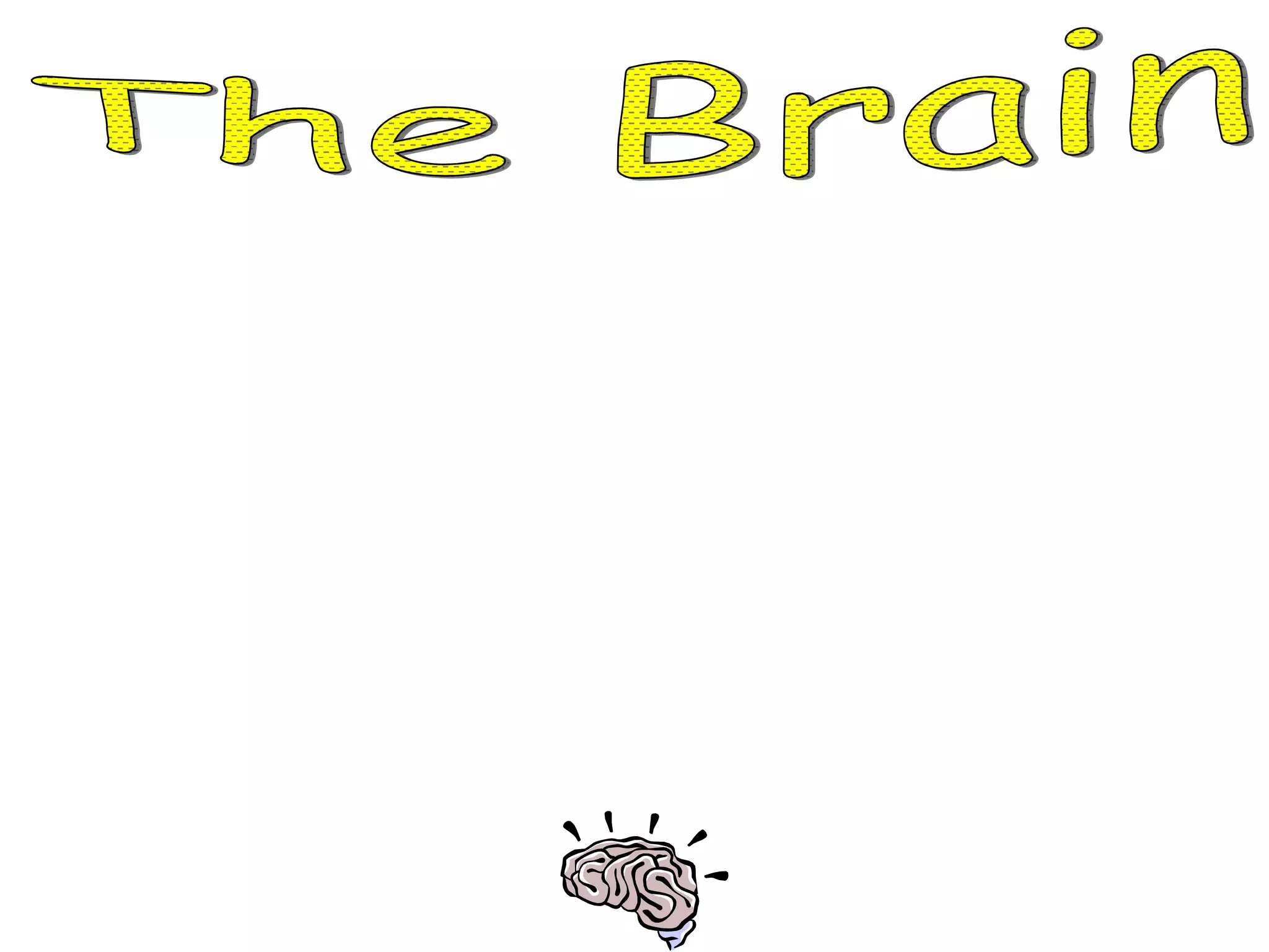The Brain *  The brain controls everything in the body. *  The brain is made of more than 10 billion nerves! *  The brain is divided into three parts and is protected by the skull. 