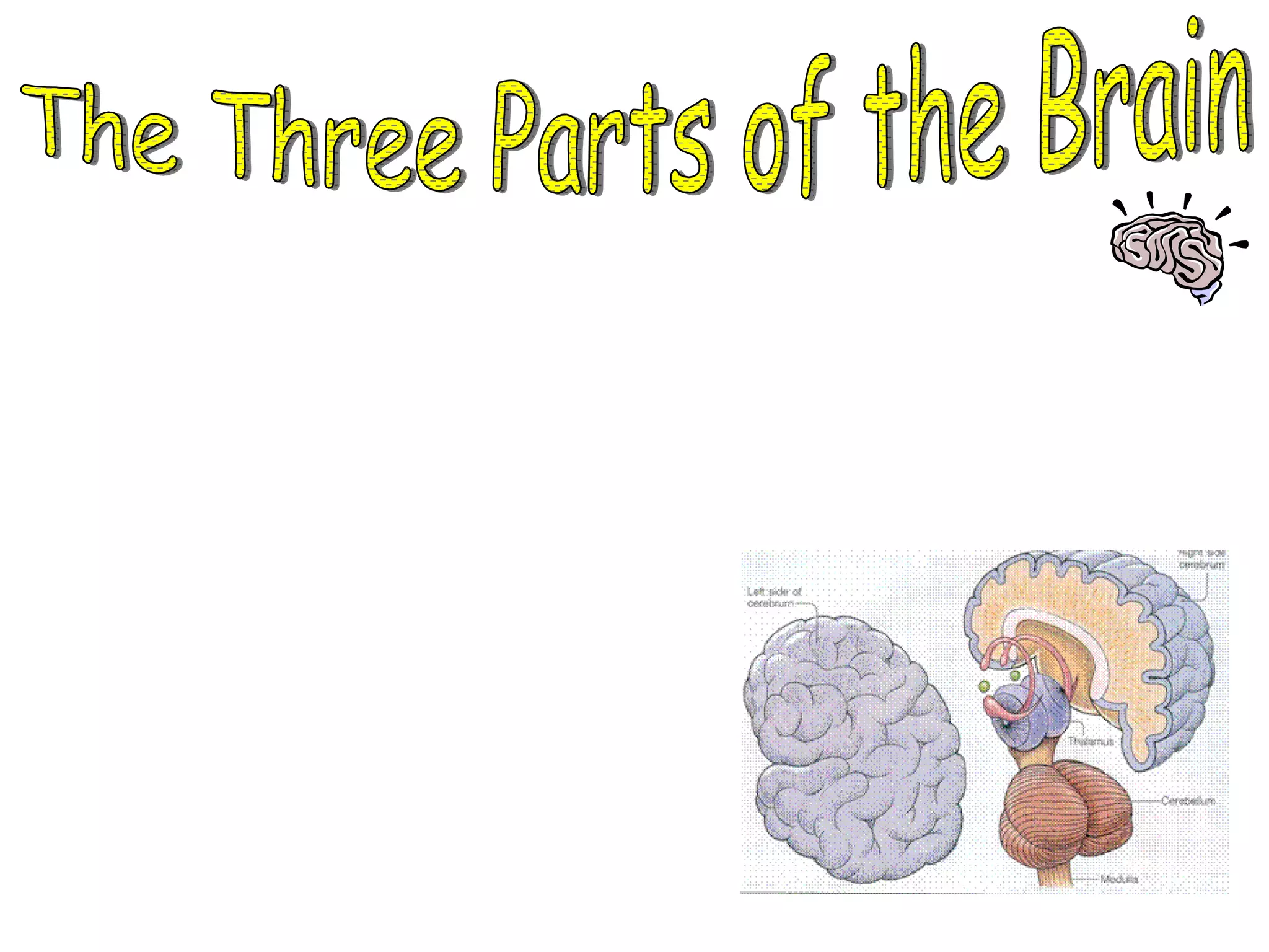 The Three Parts of the Brain *  The Brain has three main parts… 1.  The Cerebrum 2.  The Cerebellum 3.  The Brain Stem 