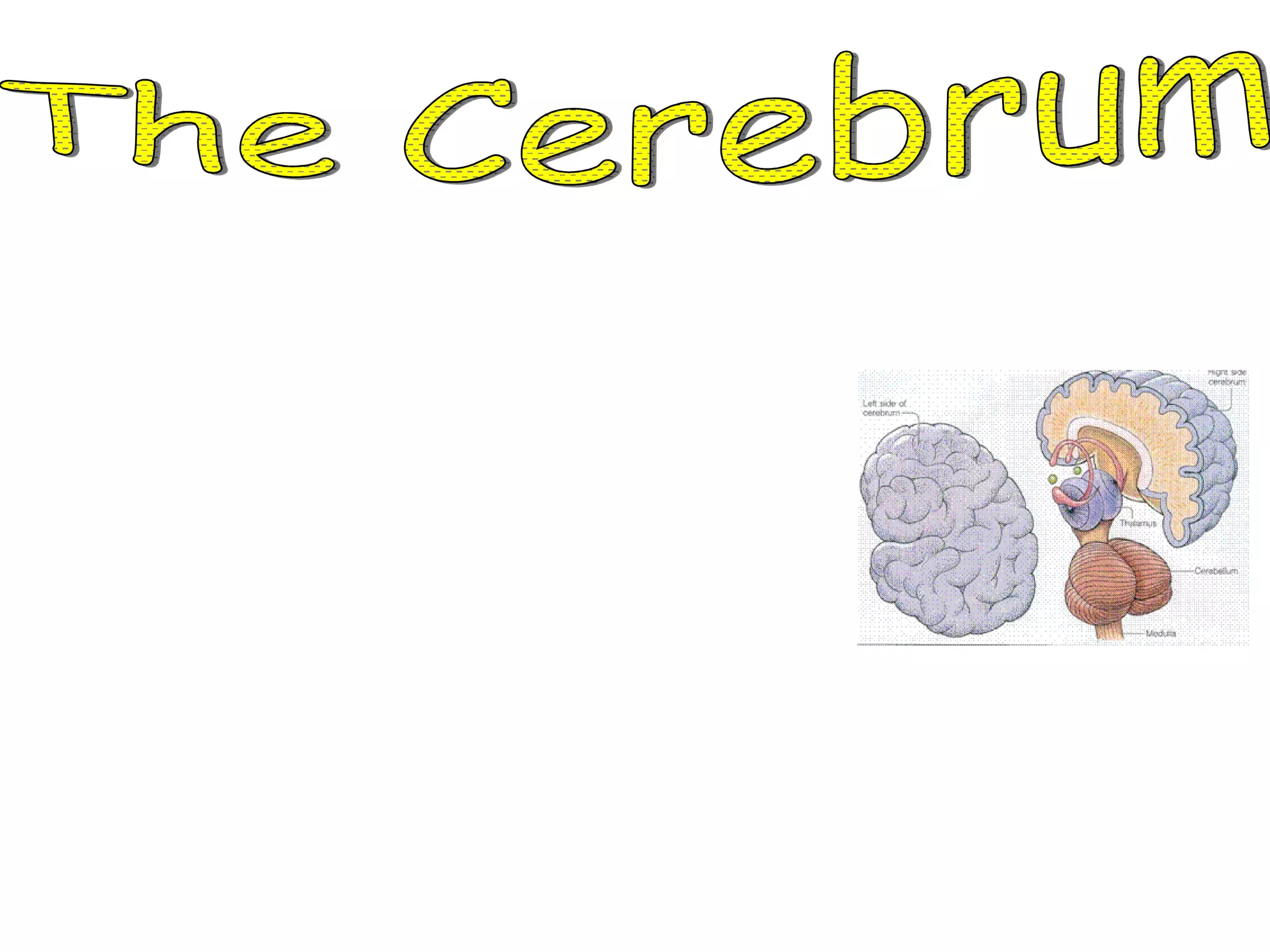 The Cerebrum *  The Cerebrum is the largest part of the brain. 1.  The cerebrum controls your thinking. 2.  The cerebrum controls your memory. 3.  The cerebrum controls your speaking. 4.  The cerebrum controls your movement and identifies the information gathered by your sense organs. 