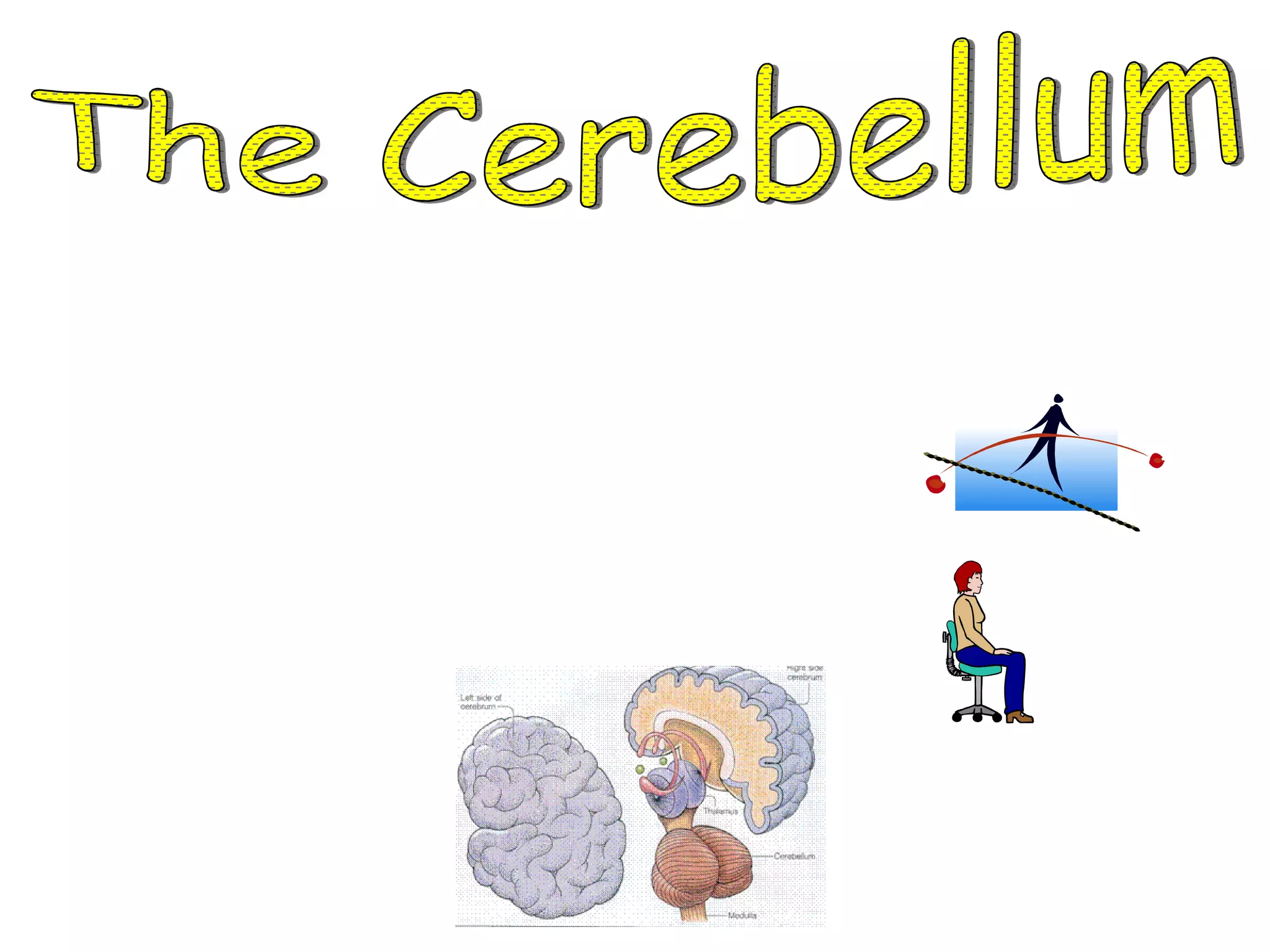 The Cerebellum *  The cerebellum is below and to the back of the cerebrum. 1.  The cerebellum controls you balance. 2.  The cerebellum controls your posture. 