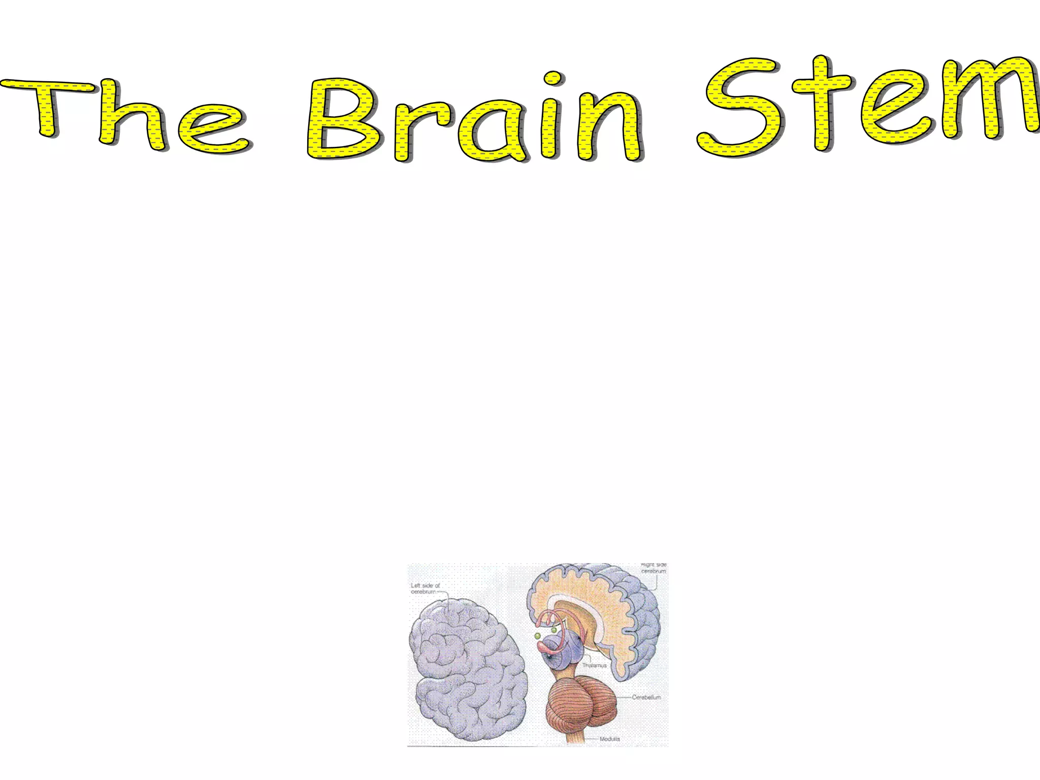 The Brain Stem *  The Brain Stem connects the brain to the spinal cord. *  The nerves in the brain stem control your heartbeat, breathing, and blood pressure. 