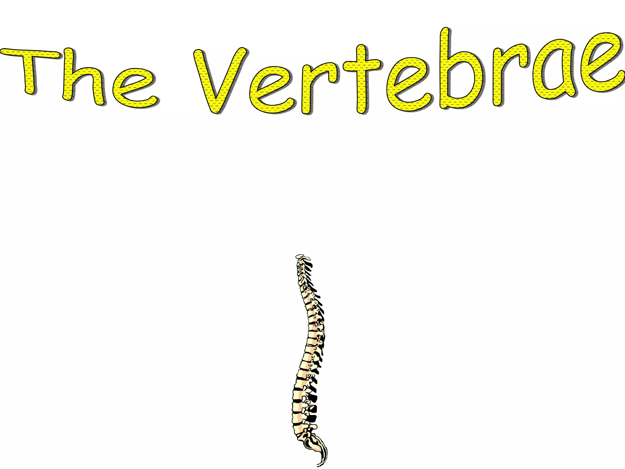 The Vertebrae *  The vertebrae are the many bones that protect the nerves in the spinal cord. 
