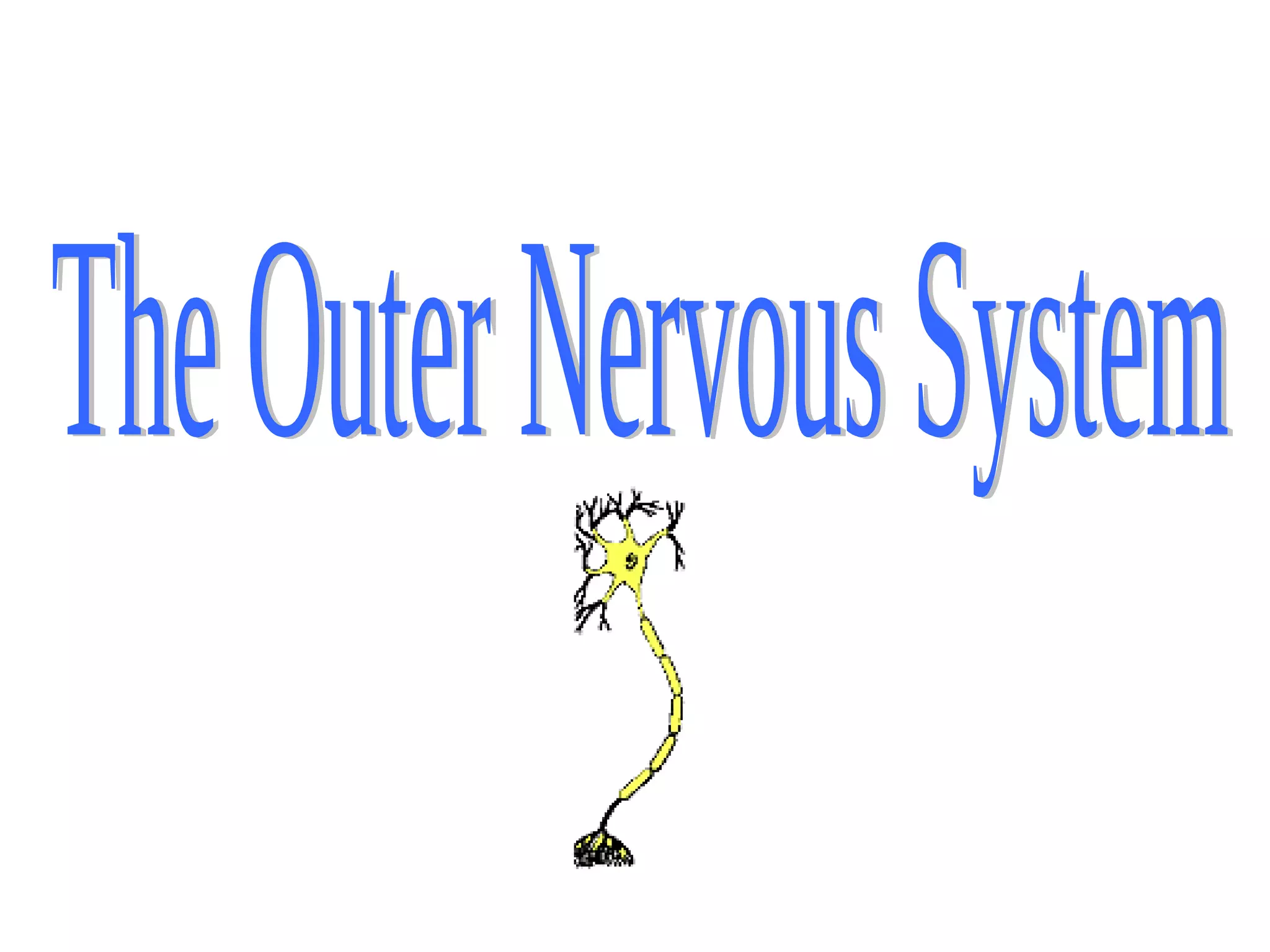The Outer Nervous System 
