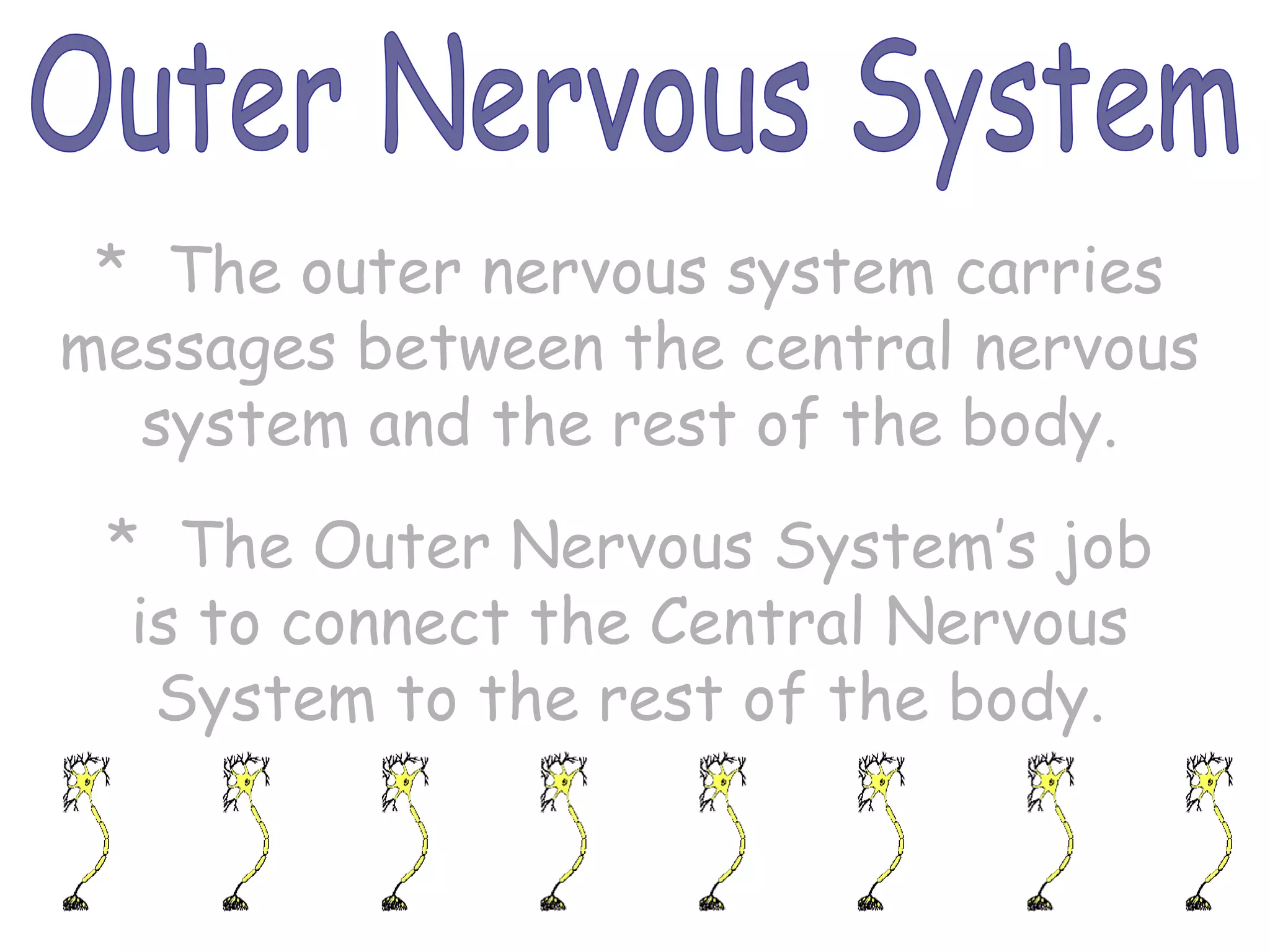 Outer Nervous System *  The Outer Nervous System’s job is to connect the Central Nervous System to the rest of the body. *  The outer nervous system carries messages between the central nervous system and the rest of the body. 