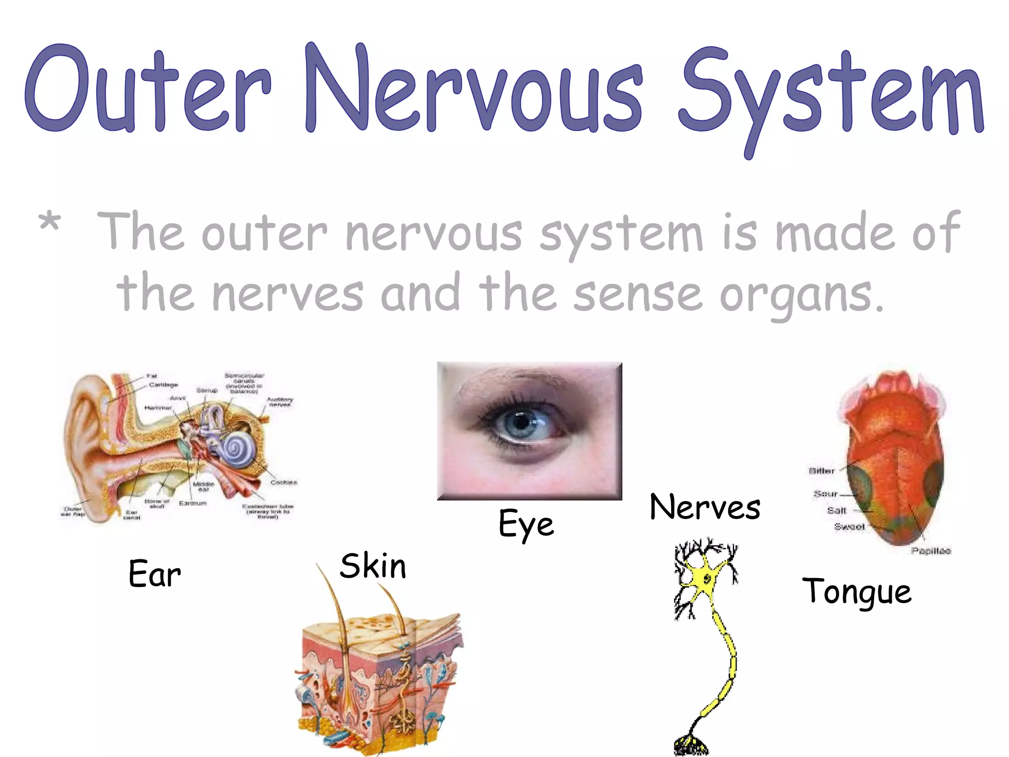 Outer Nervous System *  The outer nervous system is made of the nerves and the sense organs. Ear Eye Skin Nerves Tongue 