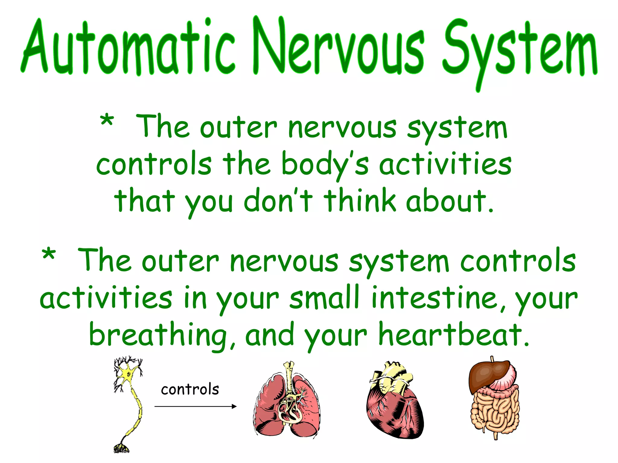 Automatic Nervous System *  The outer nervous system controls the body’s activities that you don’t think about. *  The outer nervous system controls activities in your small intestine, your breathing, and your heartbeat. controls 