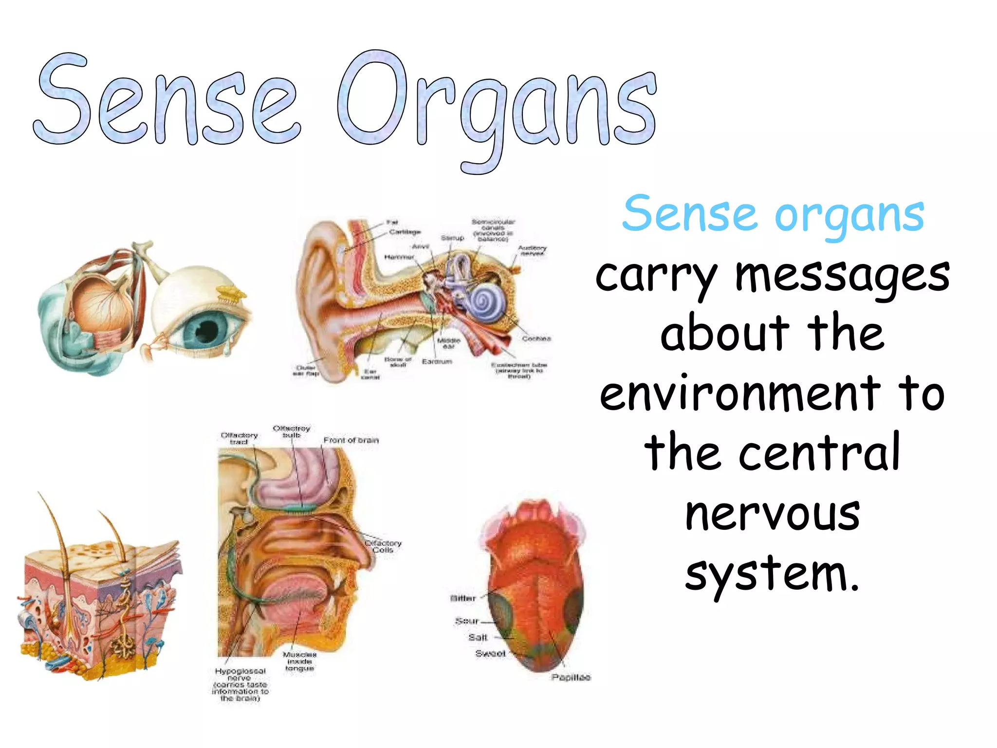 Sense Organs Sense organs  carry messages about the environment to the central nervous system. 