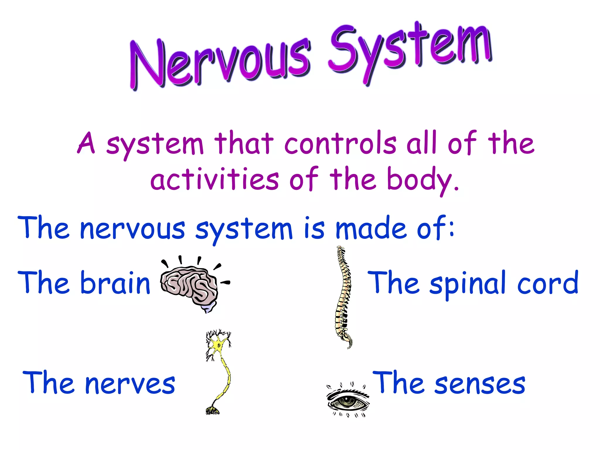 Nervous System A system that controls all of the activities of the body. The nervous system is made of: The brain The spinal cord The nerves The senses 