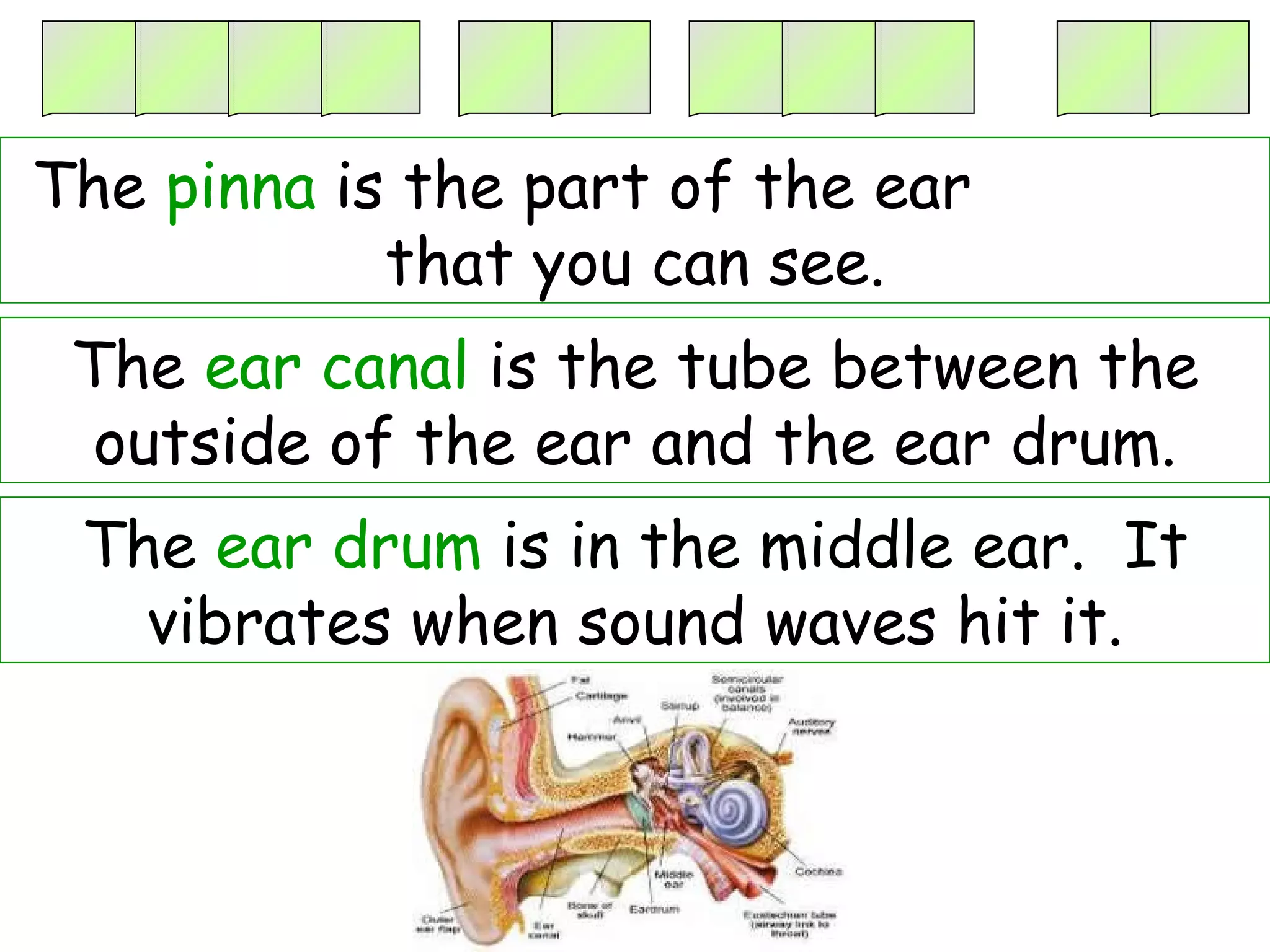 ____ __ ___  __ The  ear canal  is the tube between the outside of the ear and the ear drum. The  ear drum  is in the middle ear.  It vibrates when sound waves hit it. The  pinna  is the part of the ear  that you can see. 