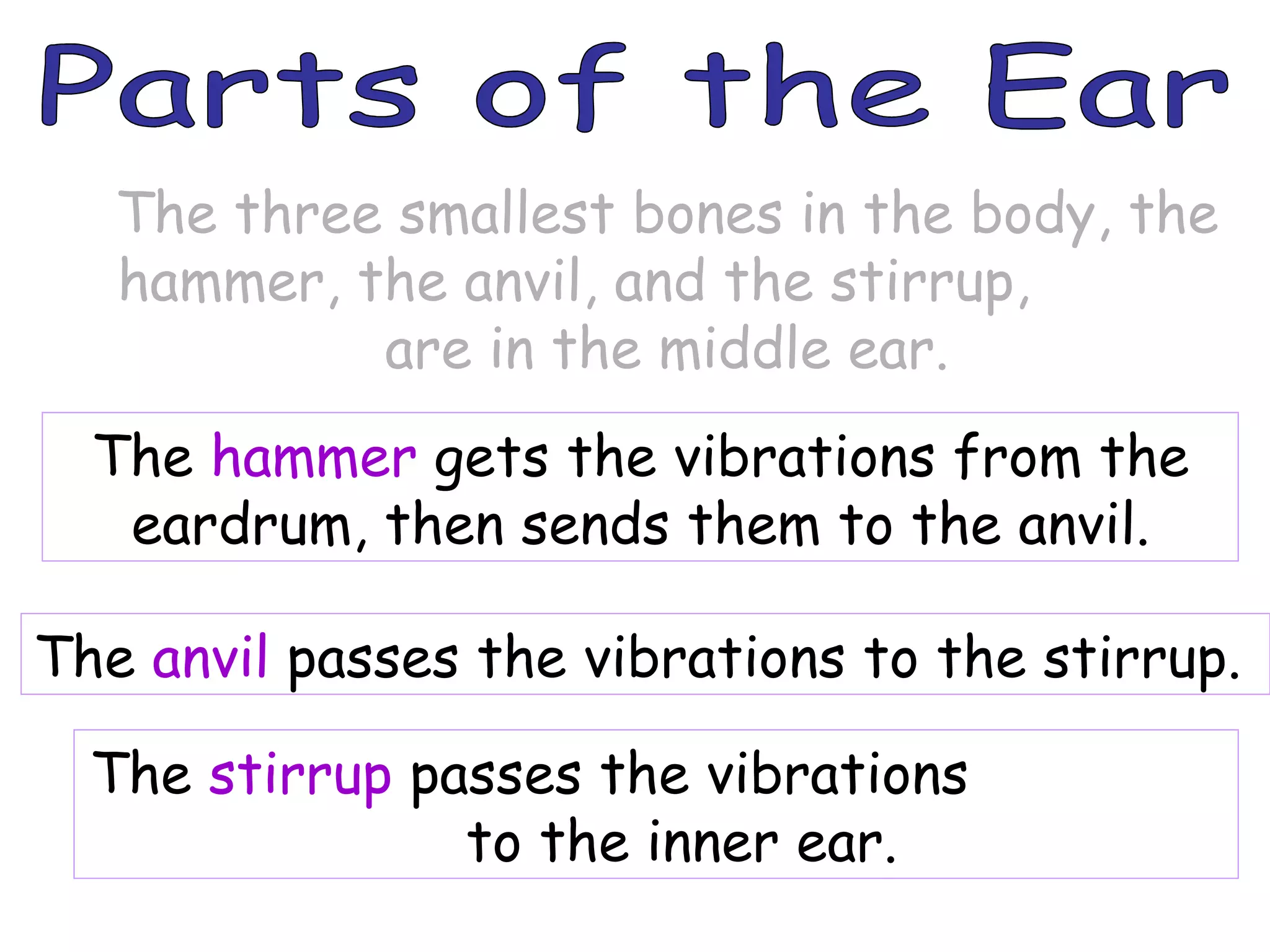 Parts of the Ear The three smallest bones in the body, the hammer, the anvil, and the stirrup,  are in the middle ear. The  hammer  gets the vibrations from the eardrum, then sends them to the anvil. The  anvil  passes the vibrations to the stirrup. The  stirrup  passes the vibrations  to the inner ear. 