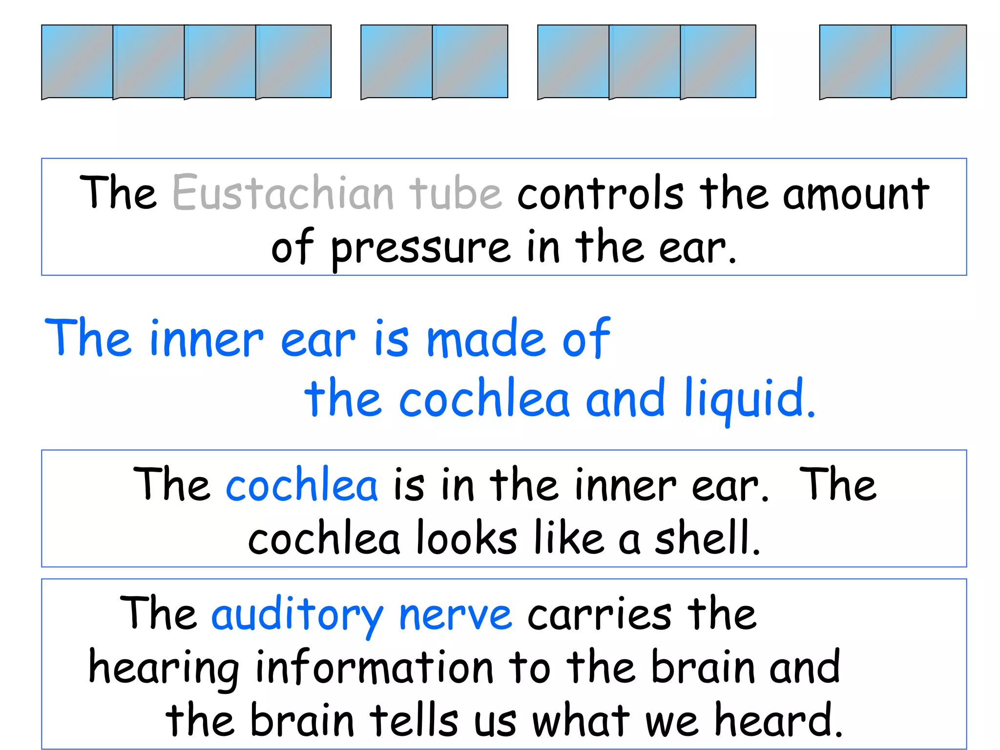 ____ __ ___  __ The inner ear is made of  the cochlea and liquid. The  cochlea  is in the inner ear.  The cochlea looks like a shell. The  Eustachian tube  controls the amount of pressure in the ear. The  auditory nerve  carries the  hearing information to the brain and  the brain tells us what we heard. 