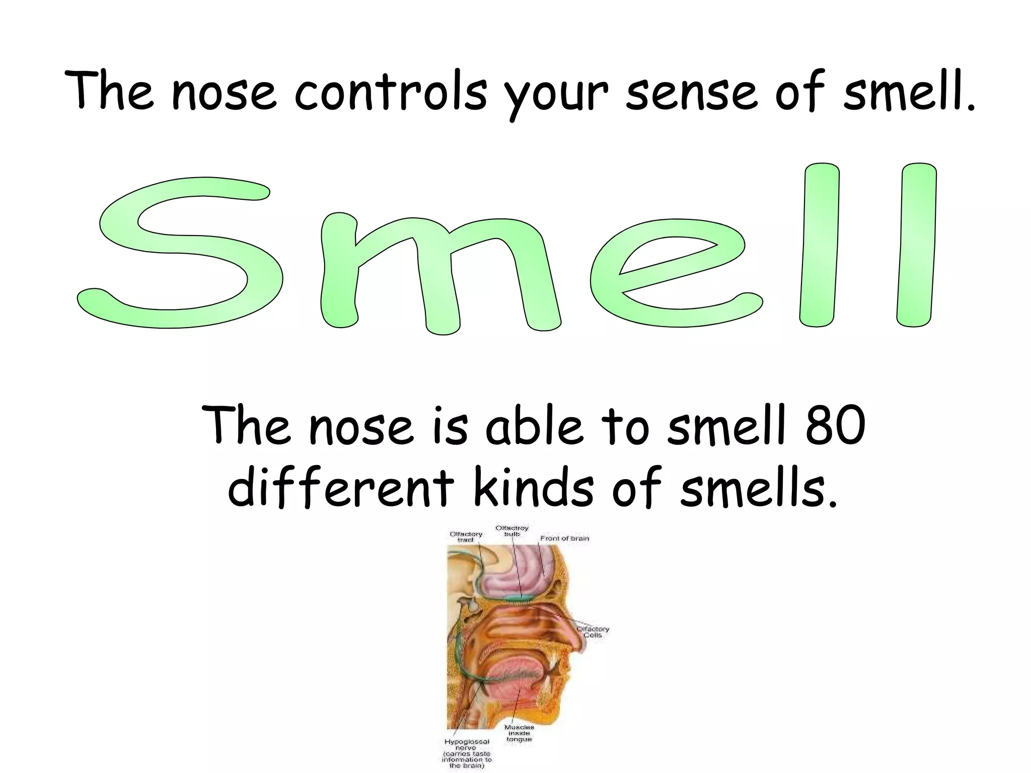 Smell The nose controls your sense of smell. The nose is able to smell 80 different kinds of smells. 