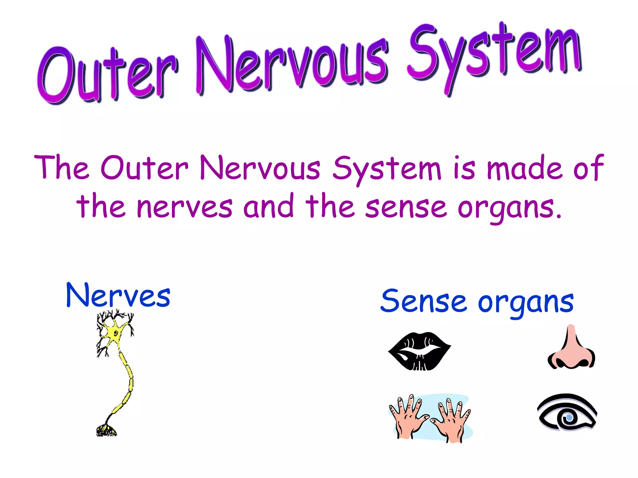 Outer Nervous System The Outer Nervous System is made of the nerves and the sense organs. Nerves Sense organs 