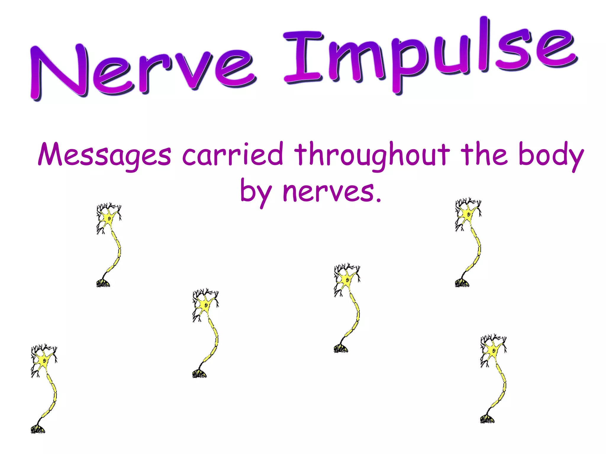 Nerve Impulse Messages carried throughout the body by nerves. 