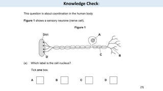 Human nervous system, structure and function of neurons, MYP science | PDF