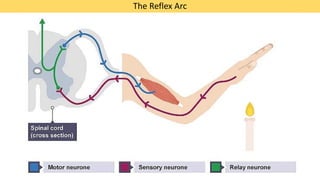 Human nervous system, structure and function of neurons, MYP science | PDF