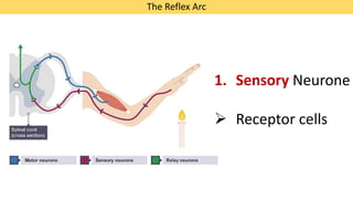 Human nervous system, structure and function of neurons, MYP science | PDF