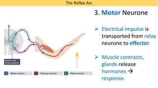 Human nervous system, structure and function of neurons, MYP science | PDF