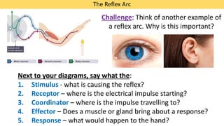 Reflex Science Human nervous system, structure and function of neurons, MYP science | PDF