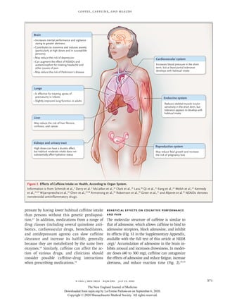 n engl j med 383;4 nejm.org July 23, 2020 371
Coffee, Caffeine, and Health
pensate by having lower habitual caffeine intake
than persons without this genetic predisposi-
tion.17
In addition, medications from a range of
drug classes (including several quinolone anti-
biotics, cardiovascular drugs, bronchodilators,
and antidepressant agents) can slow caffeine
clearance and increase its half-life, generally
because they are metabolized by the same liver
enzymes.14
Similarly, caffeine can affect the ac-
tion of various drugs, and clinicians should
consider possible caffeine–drug interactions
when prescribing medications.14
Beneficial Effects on Cognitive Performance
and Pain
The molecular structure of caffeine is similar to
that of adenosine, which allows caffeine to bind to
adenosine receptors, block adenosine, and inhibit
its effects (Fig. S1 in the Supplementary Appendix,
available with the full text of this article at NEJM
.org).1
Accumulation of adenosine in the brain in-
hibits arousal and increases drowsiness. In moder-
ate doses (40 to 300 mg), caffeine can antagonize
the effects of adenosine and reduce fatigue, increase
alertness, and reduce reaction time (Fig. 2).19,33
Figure 2. Effects of Caffeine Intake on Health, According to Organ System.
Information is from Schmidt et al.,3
Derry et al.,4
McLellan et al.,18
Clark et al.,19
Lara,20
Qi et al.,21
Kang et al.,22
Welsh et al.,23
Kennedy
et al.,24,25
Wijarnpreecha et al.,26
Chen et al.,27,28
Armstrong et al.,29
Robertson et al.,30
Greer et al.,31
and Alperet et al.32
NSAIDs denotes
nonsteroidal antiinflammatory drugs.
Endocrine system
Reduces skeletal-muscle insulin
sensitivity in the short term, but
tolerance appears to develop with
habitual intake
Brain
• Increases mental performance and vigilance
owing to greater alertness
• Contributes to insomnia and induces anxiety
(particularly at high doses and in susceptible
persons)
• May reduce the risk of depression
• Can augment the effect of NSAIDs and
acetaminophen for treating headache and
other causes of pain
• May reduce the risk of Parkinson’s disease
Kidneys and urinary tract
High doses can have a diuretic effect,
but habitual moderate intake does not
substantially affect hydration status
Liver
May reduce the risk of liver fibrosis,
cirrhosis, and cancer
Cardiovascular system
Increases blood pressure in the short
term, but at least partial tolerance
develops with habitual intake
Lungs
• Is effective for treating apnea of
prematurity in infants
• Slightly improves lung function in adults
Reproductive system
May reduce fetal growth and increase
the risk of pregnancy loss
The New England Journal of Medicine
Downloaded from nejm.org by La Forme Parlons-en on September 6, 2020.
Copyright © 2020 Massachusetts Medical Society. All rights reserved.
 