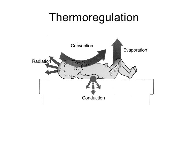 thermoregulation in the neonate Evidence-based information on thermoregulation of the newborn from hundreds of trustworthy sources for health and social care make better, quicker, evidence based decisions evidence search provides access to selected and authoritative evidence in health, social care and public health. thermoregulation in the neonate Evidence-based information on thermoregulation of the newborn from hundreds of trustworthy sources for health and social care make better, quicker, evidence based decisions evidence search provides access to selected and authoritative evidence in health, social care and public health.