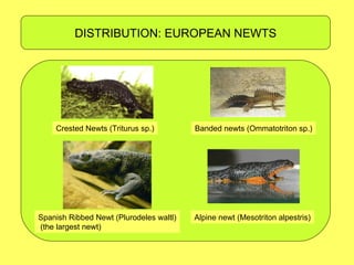 Newt Evolution THE NEWT | PPT