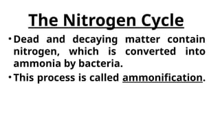 The-Nitrogen-Cycle-A-Fundamental-Process-for-Life.pptx